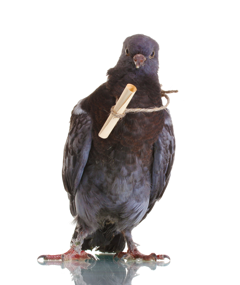 Dreadnaught the Pigeon